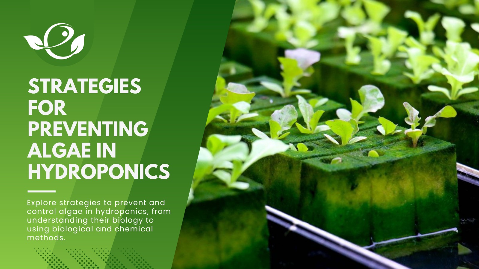 Essential Guide to pH and EC Management in Hydroponics Envirevo Agritech