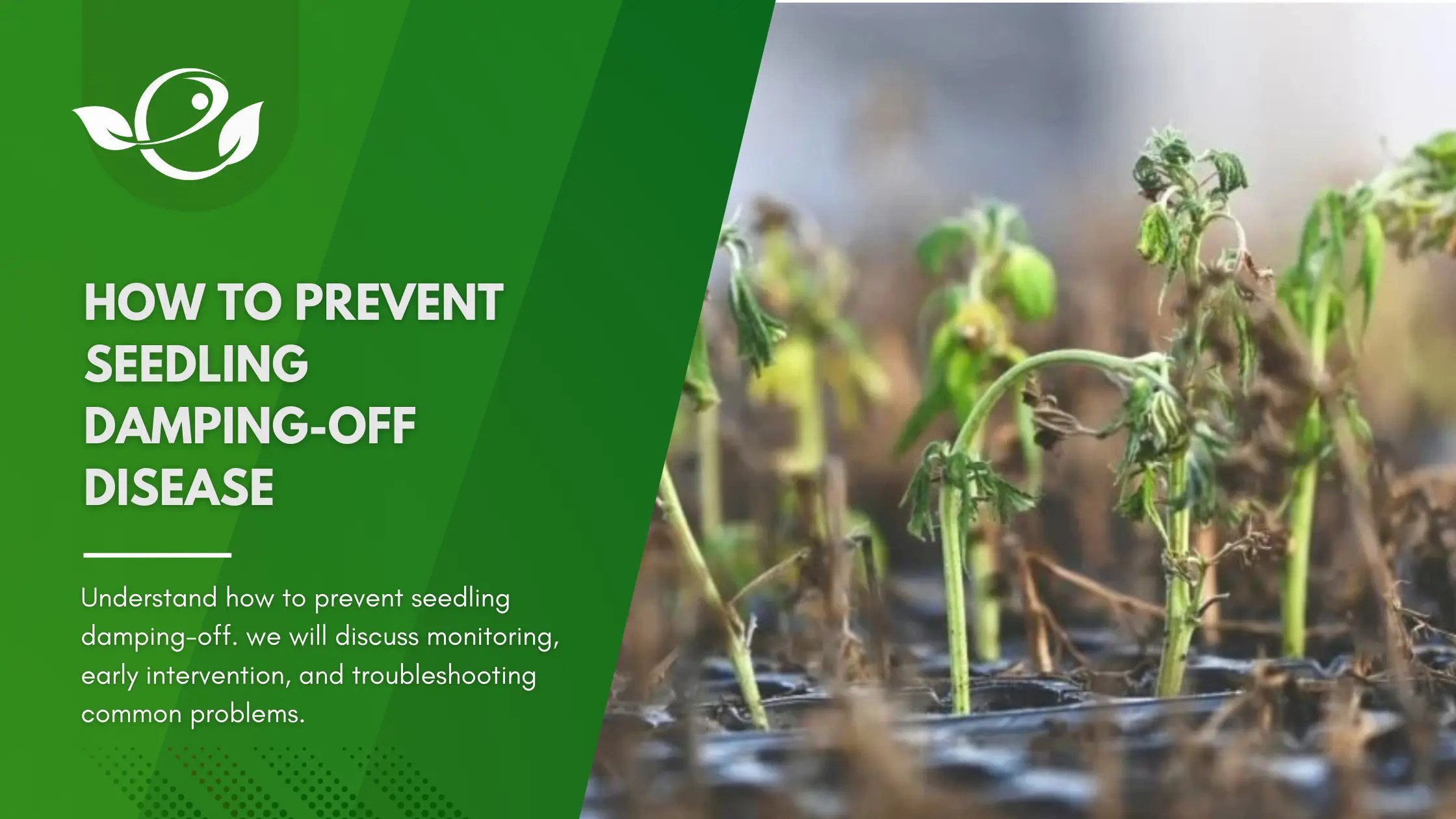 How to Prevent Seedling Dampingoff Disease