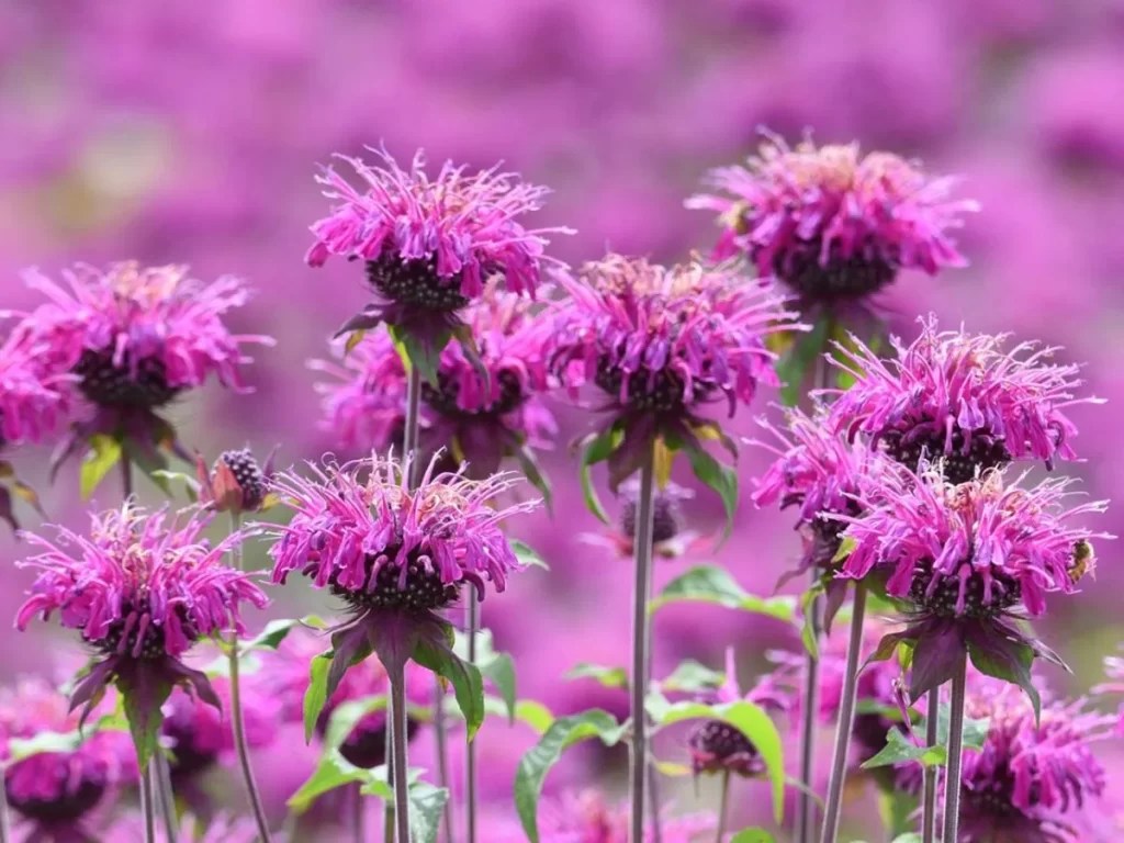 10 Best perennials for pollinators