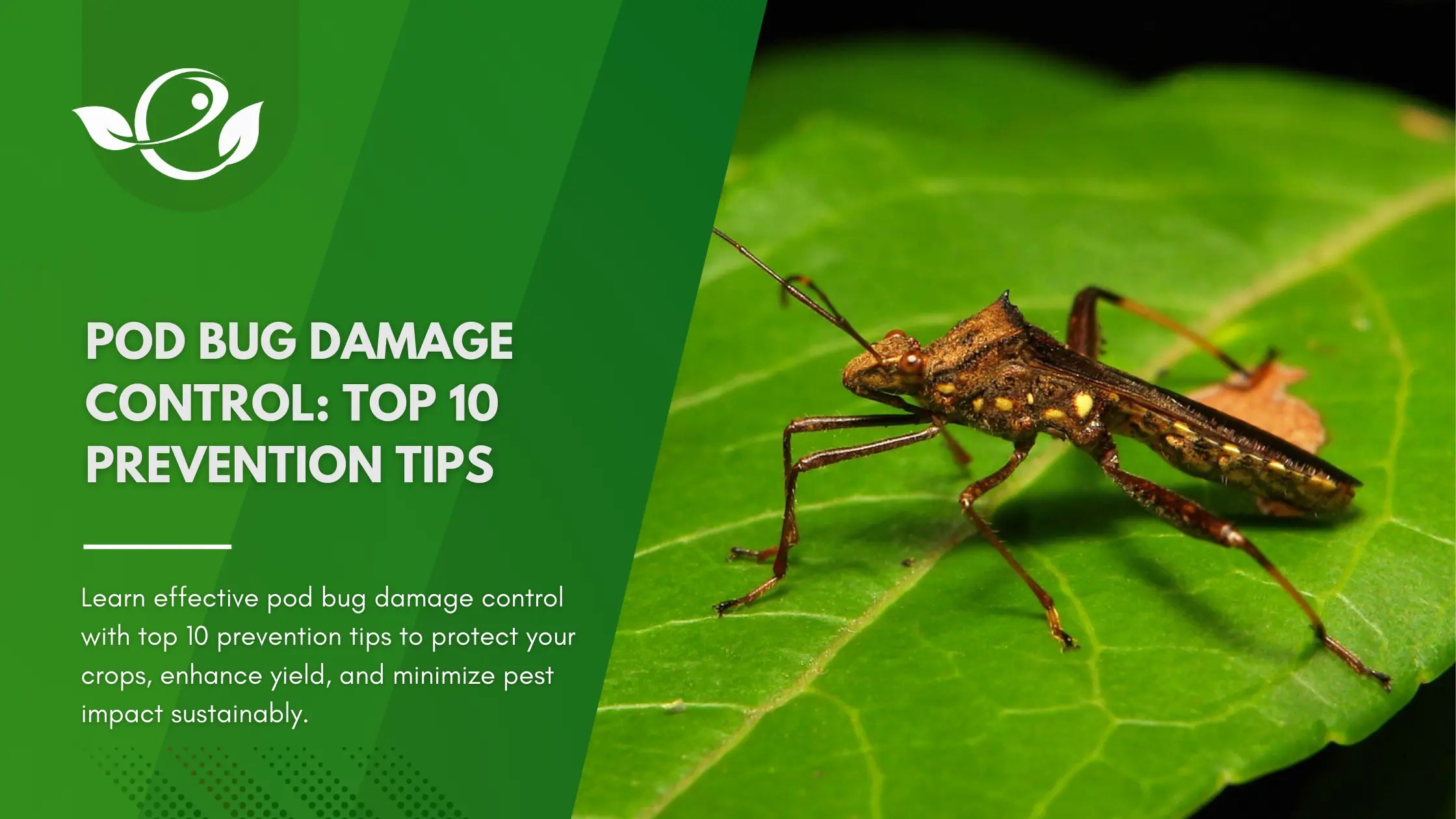 Pod Bug Damage Control Top 10 Prevention Tips
