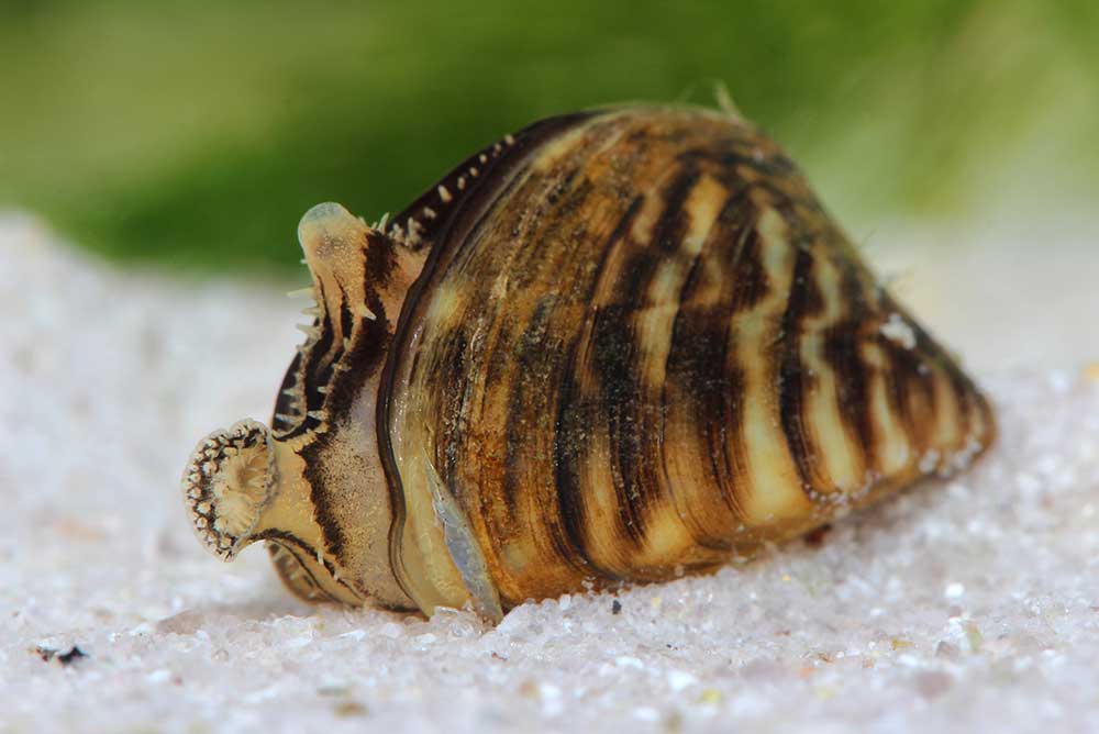 Zebra Mussel — Envirico