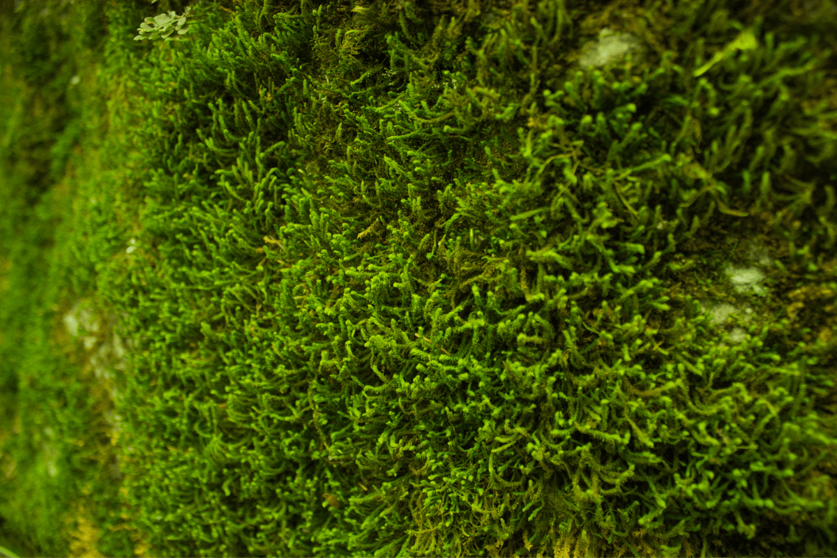 3 Interesting Facts About Moss | EnviroSpray