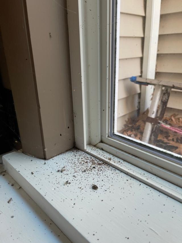 Carpenter ants in a window sill Envirocare Pest Control