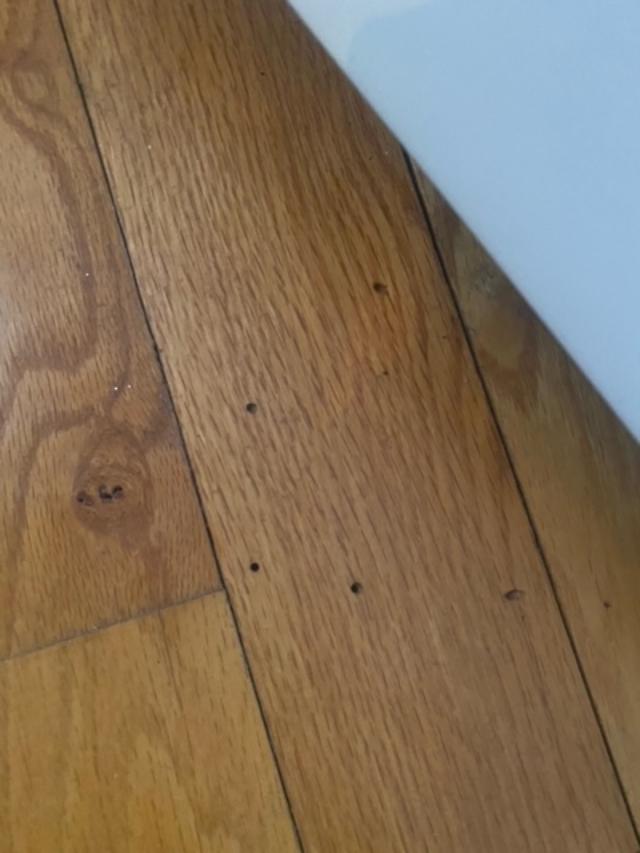 Powder post Envirocare Pest Control