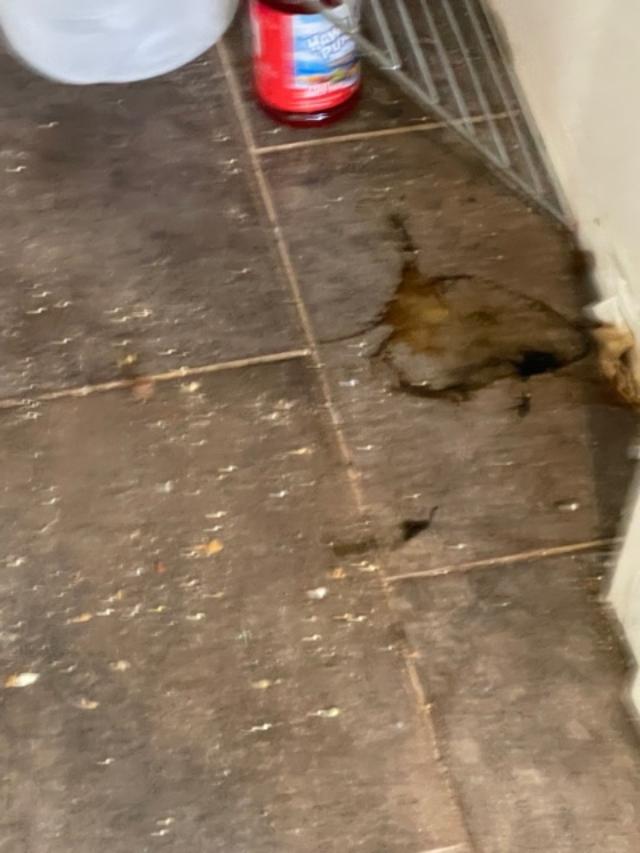 Fruit fly breeding areas Envirocare Pest Control