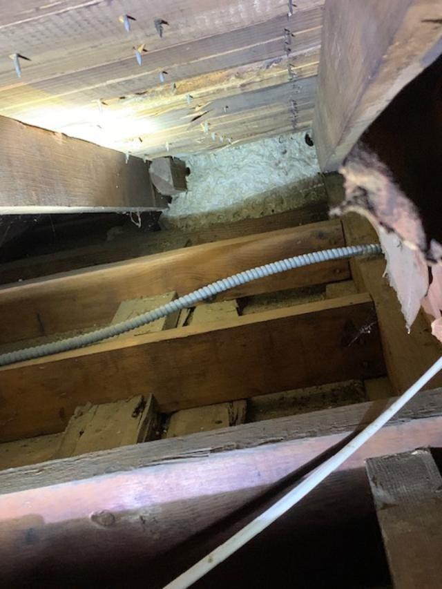 Wasps in the attic Envirocare Pest Control