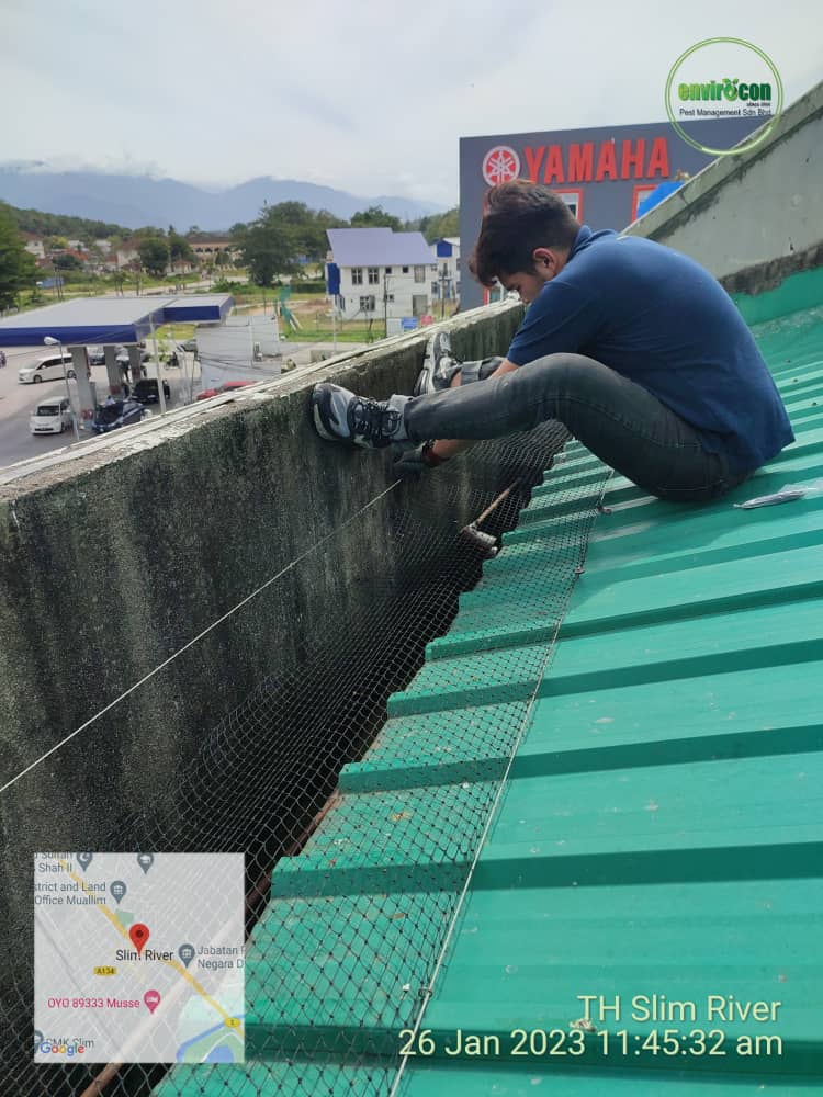 Pest Bird Control and Bird Proofing services in Selangor Envirocon