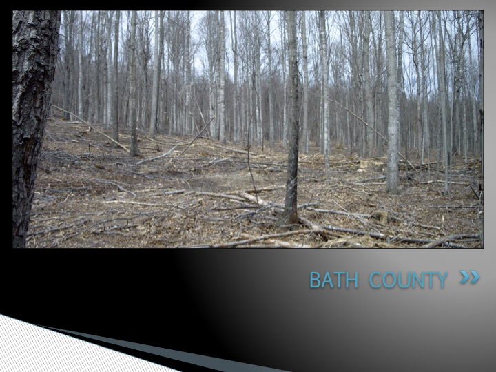 Hardwood Timber Management In Virginia EnviroFor, LLC.