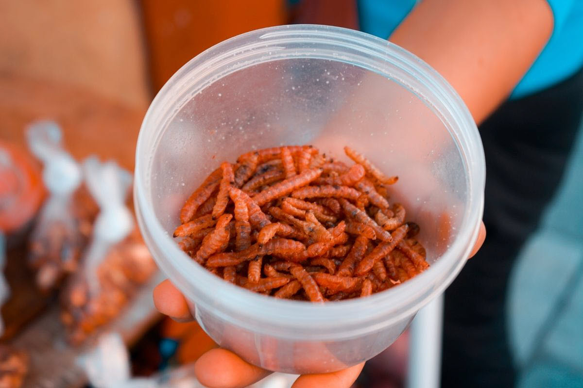 Mealworms Compost Is It The Next Big Thing in Sustainable Gardening?