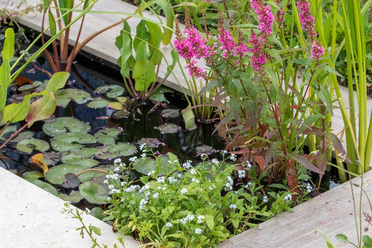 Compost 101 What Is Aquatic Compost?