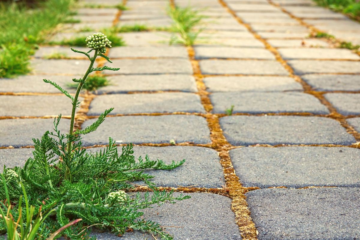 How to Stop Weeds Growing Between Pavers + How to Remove Them