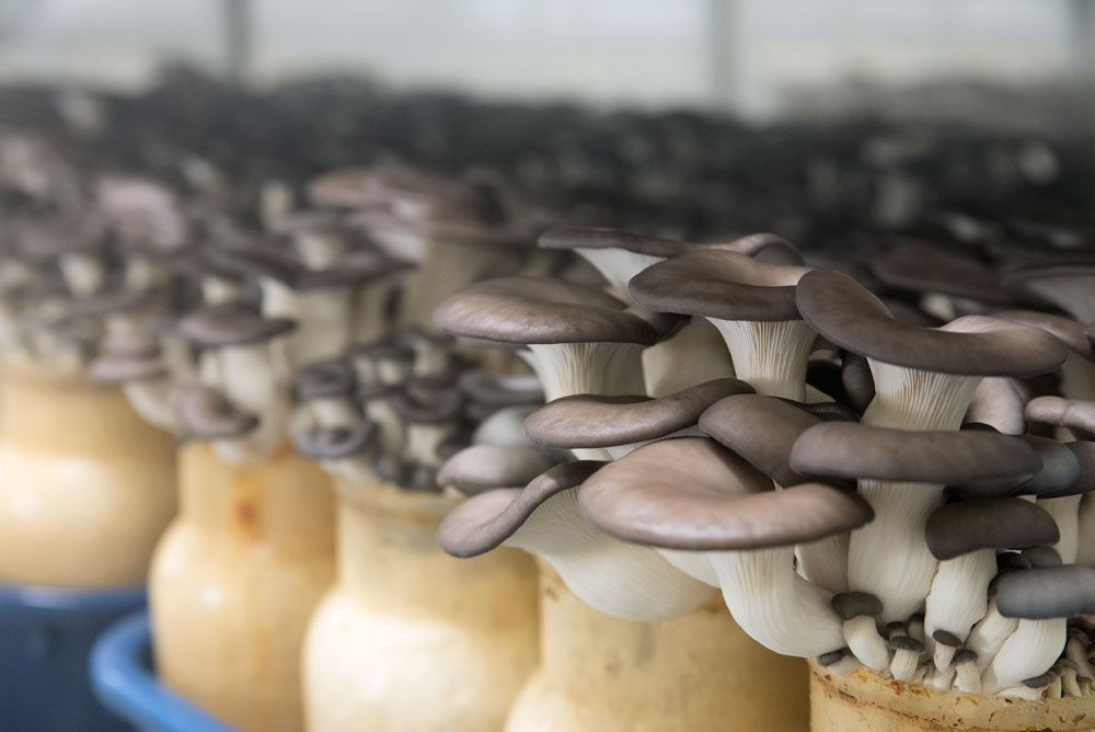 Black Oyster Enviro Mushroom Farm