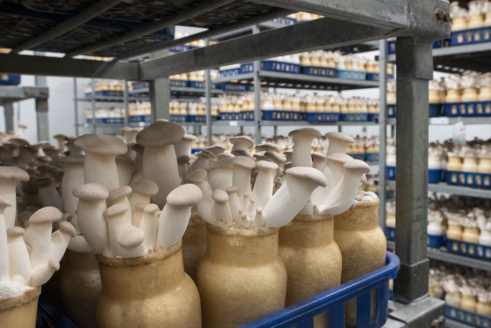 King Oyster Enviro Mushroom Farm