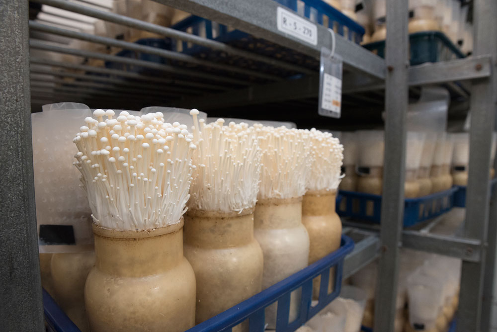 Enoki Enviro Mushroom Farm