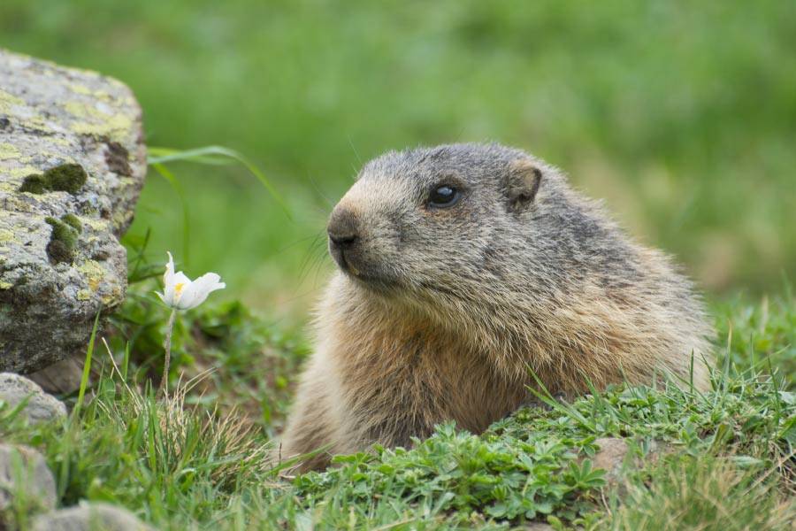 Animals That Hibernate Pictures & Facts What Animals Hibernate