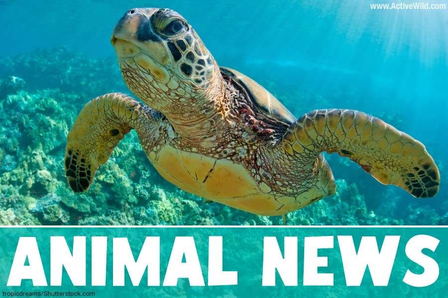 Animals The Ultimate Guide To The Animal Kingdom