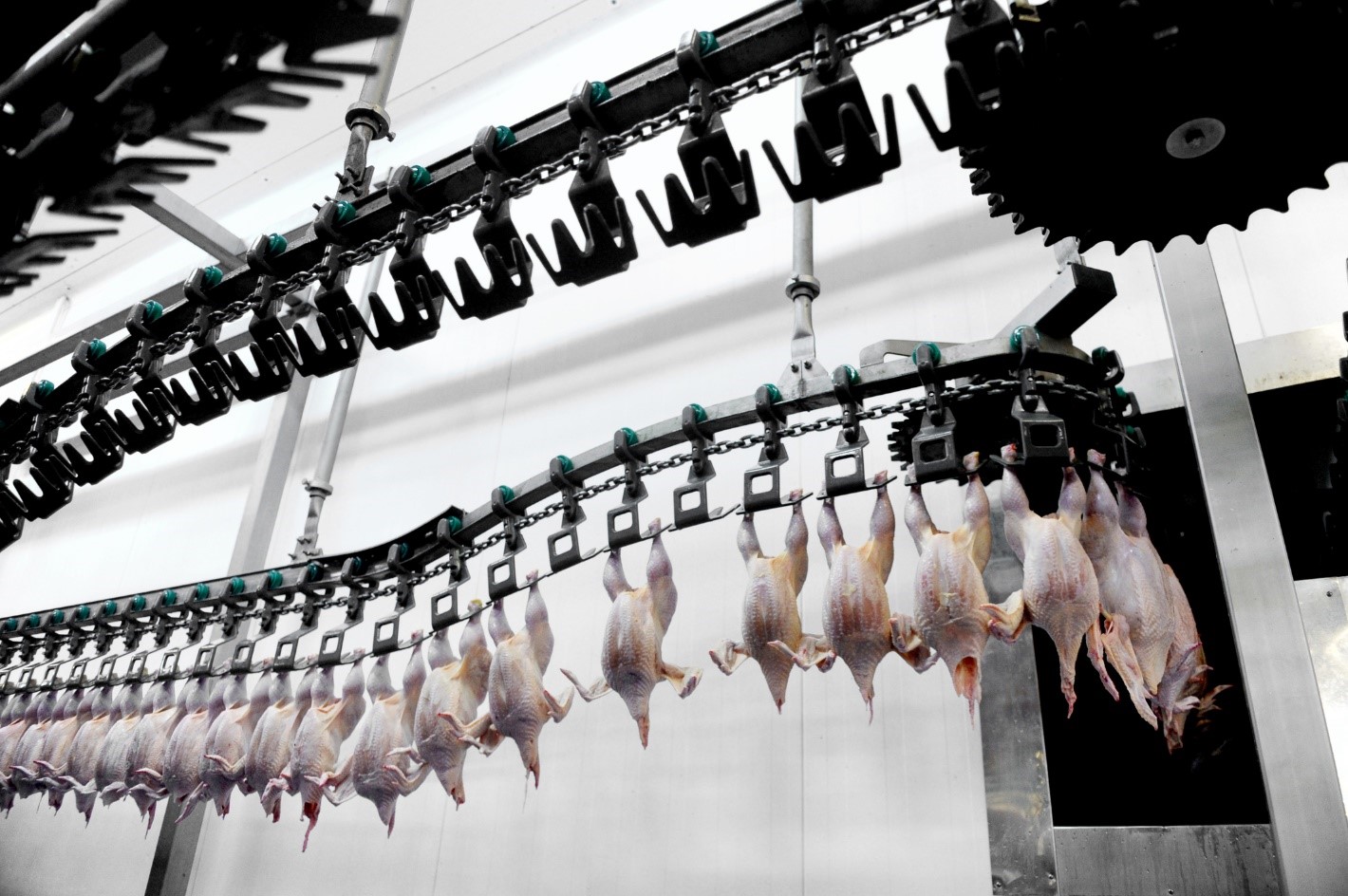 Environmental Integrity Three Quarters of Large U.S. Slaughterhouses