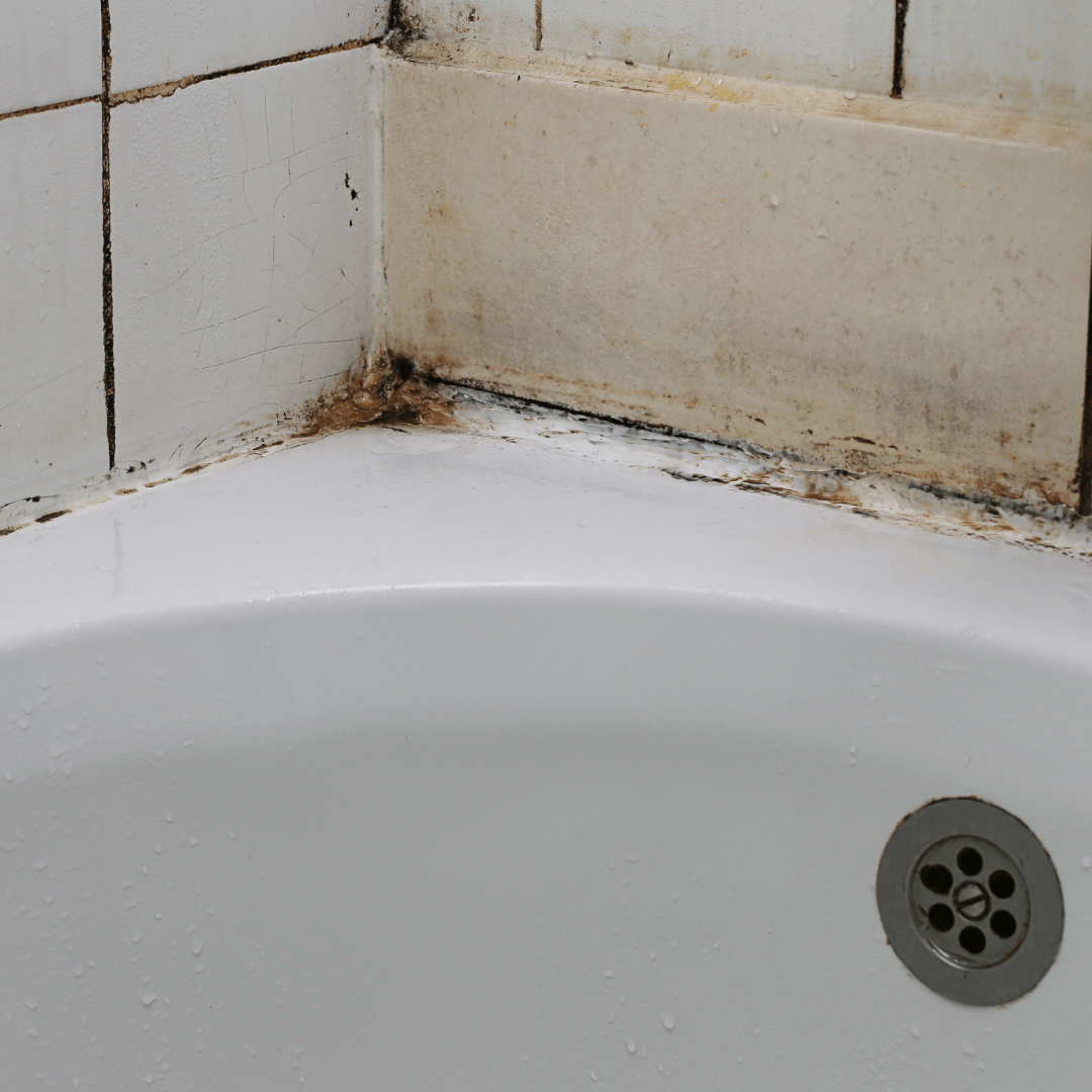 Mold Remediation Environmental Mold