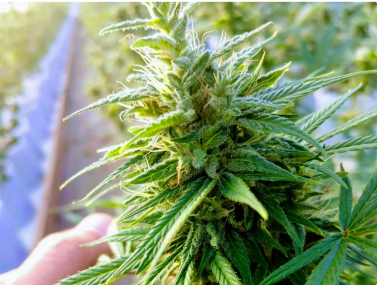 Best Coco Coir For Weed Ideal Growing Medium for Cannabis