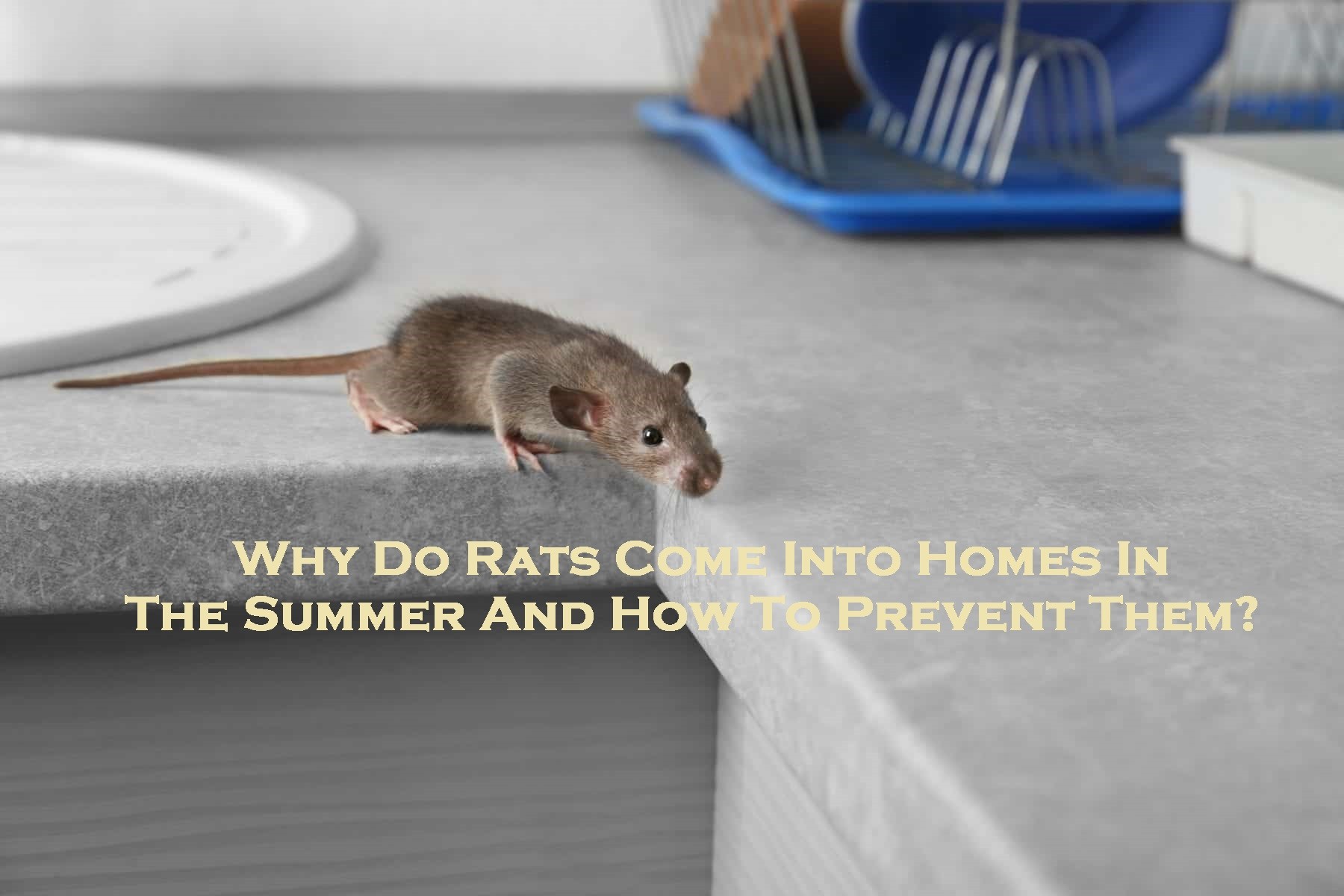 Why Do Rats Come Into Homes In The Summer And How To Prevent Them? Enviro Safe Pest Control