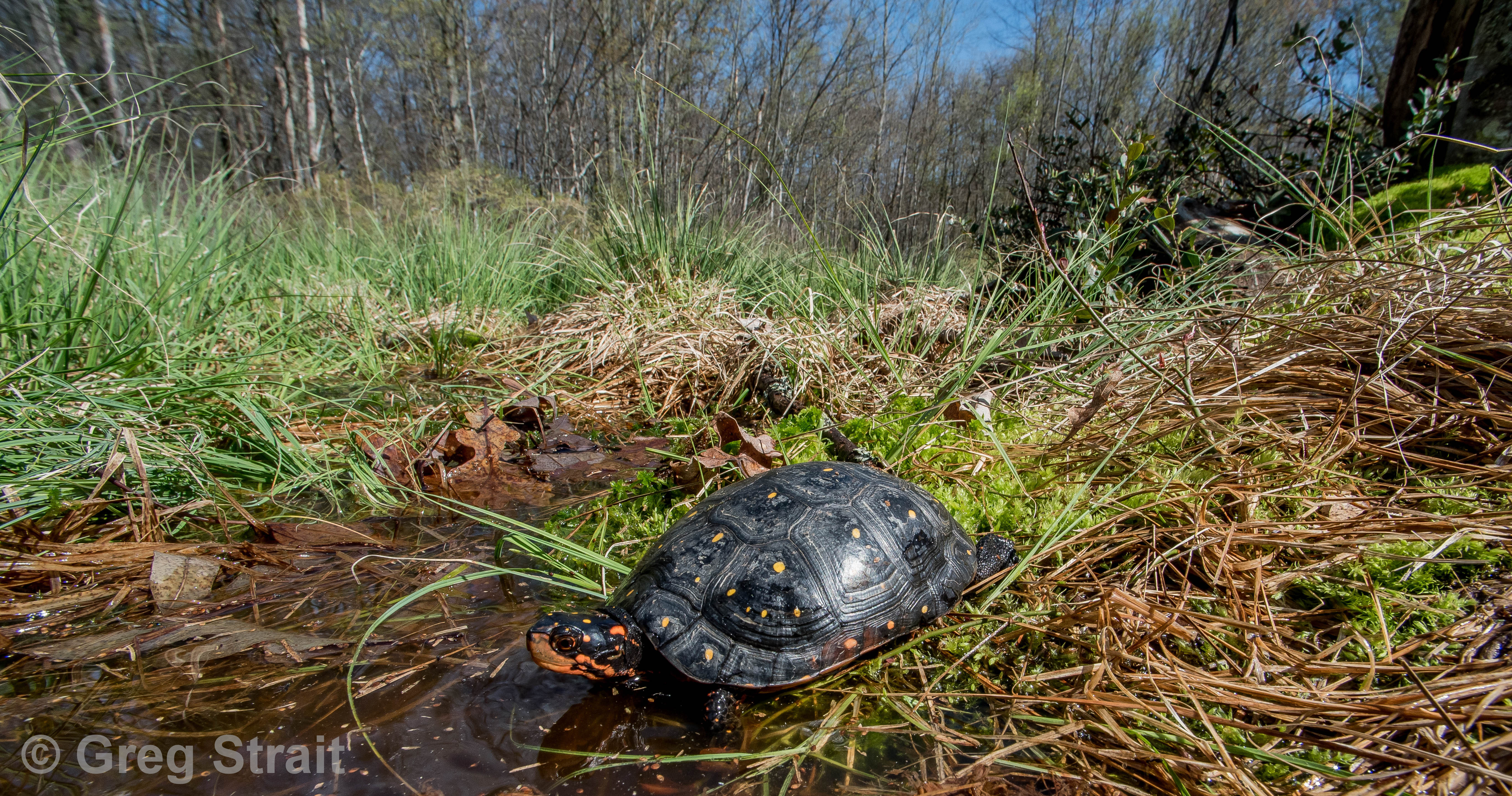 Ohio's Threatened Turtles Habitat Information and Project Options