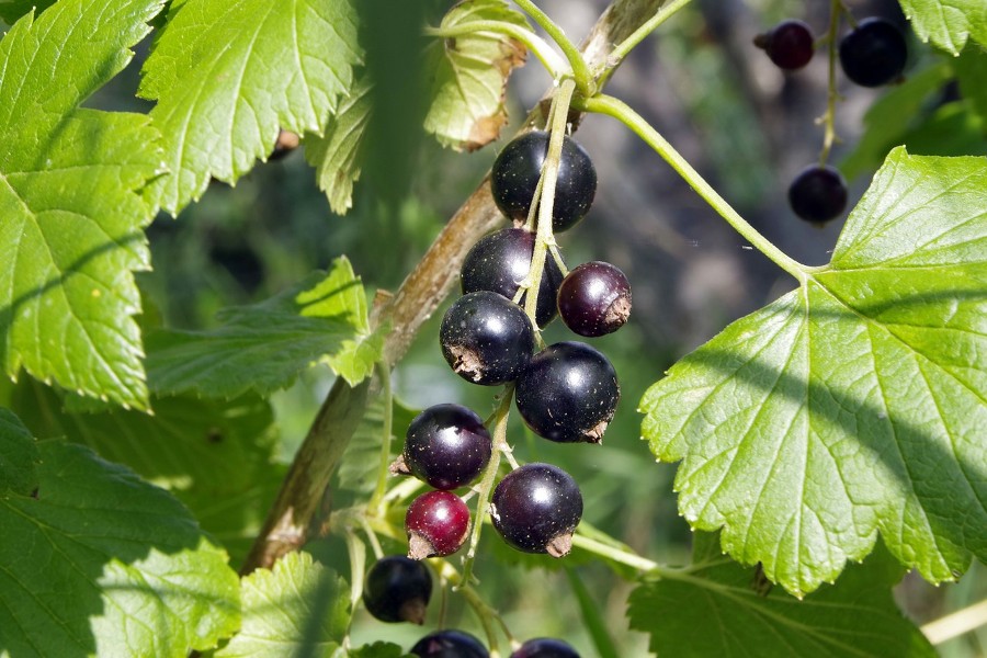 Black Currant Leaf Uses What Are Black Currant Leaves For Rangitikei