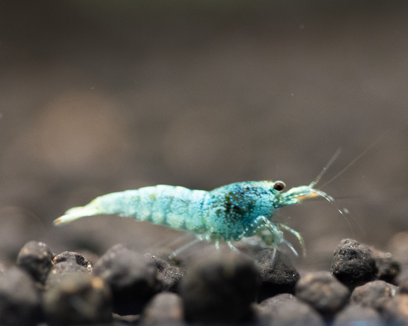 Blue Steel shrimp Envobee Shrimp