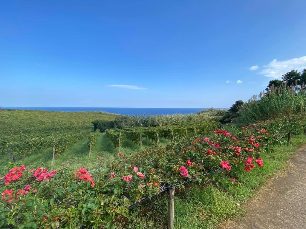 Enzo Home Enzo Bistro & Wine Bar