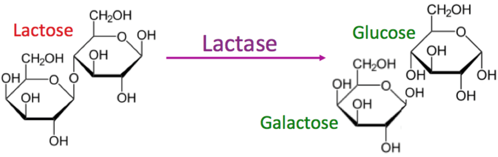 LaktaseEnzym zu verkaufen (CASNummer 9031112) enzymes.bio