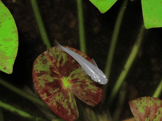 Japanese (Medaka) Rice Fish Care EOGoldfish