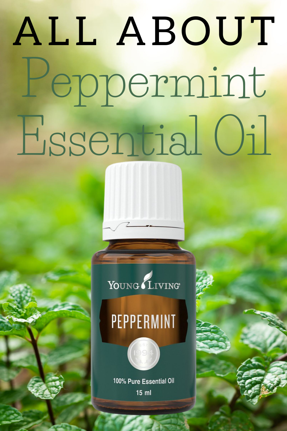 All About Peppermint Essential Oil EO Guys
