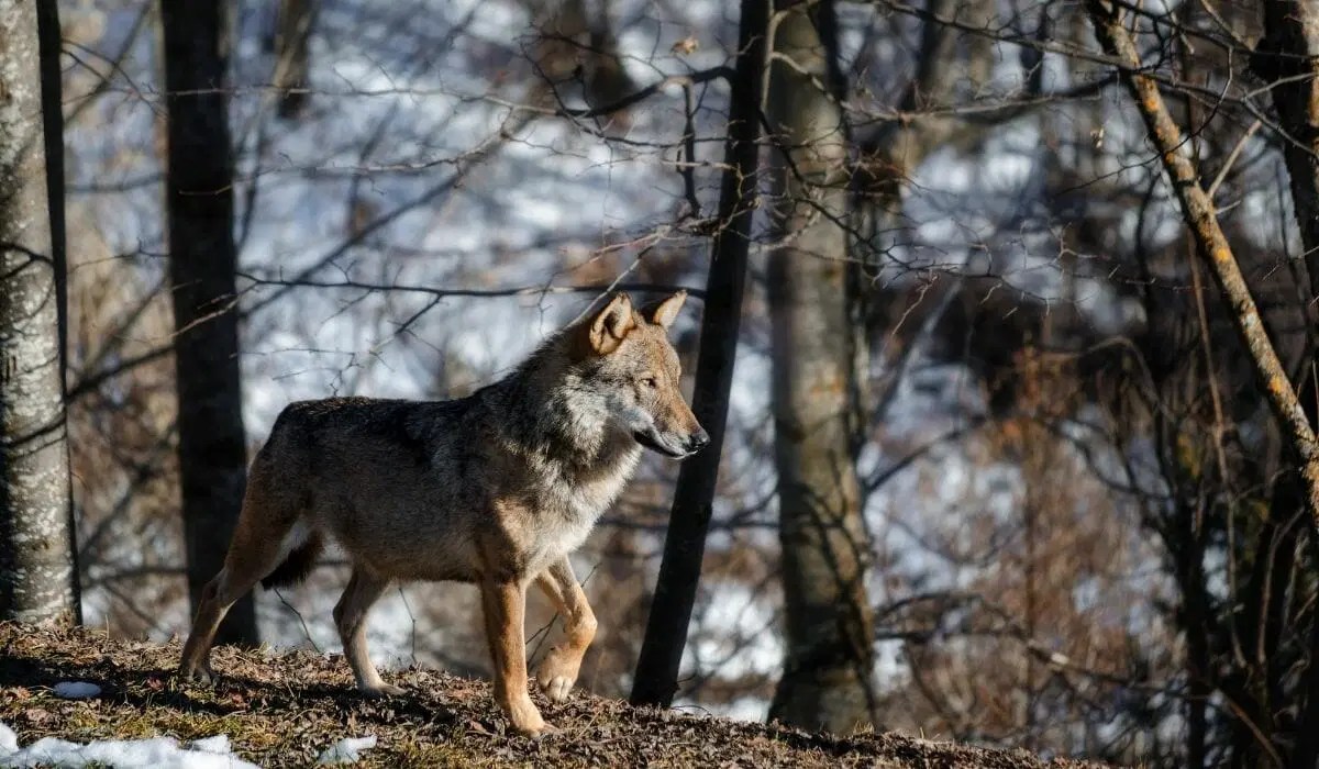 National Animal of Italy What Animal Makes Italians Feel Proud?