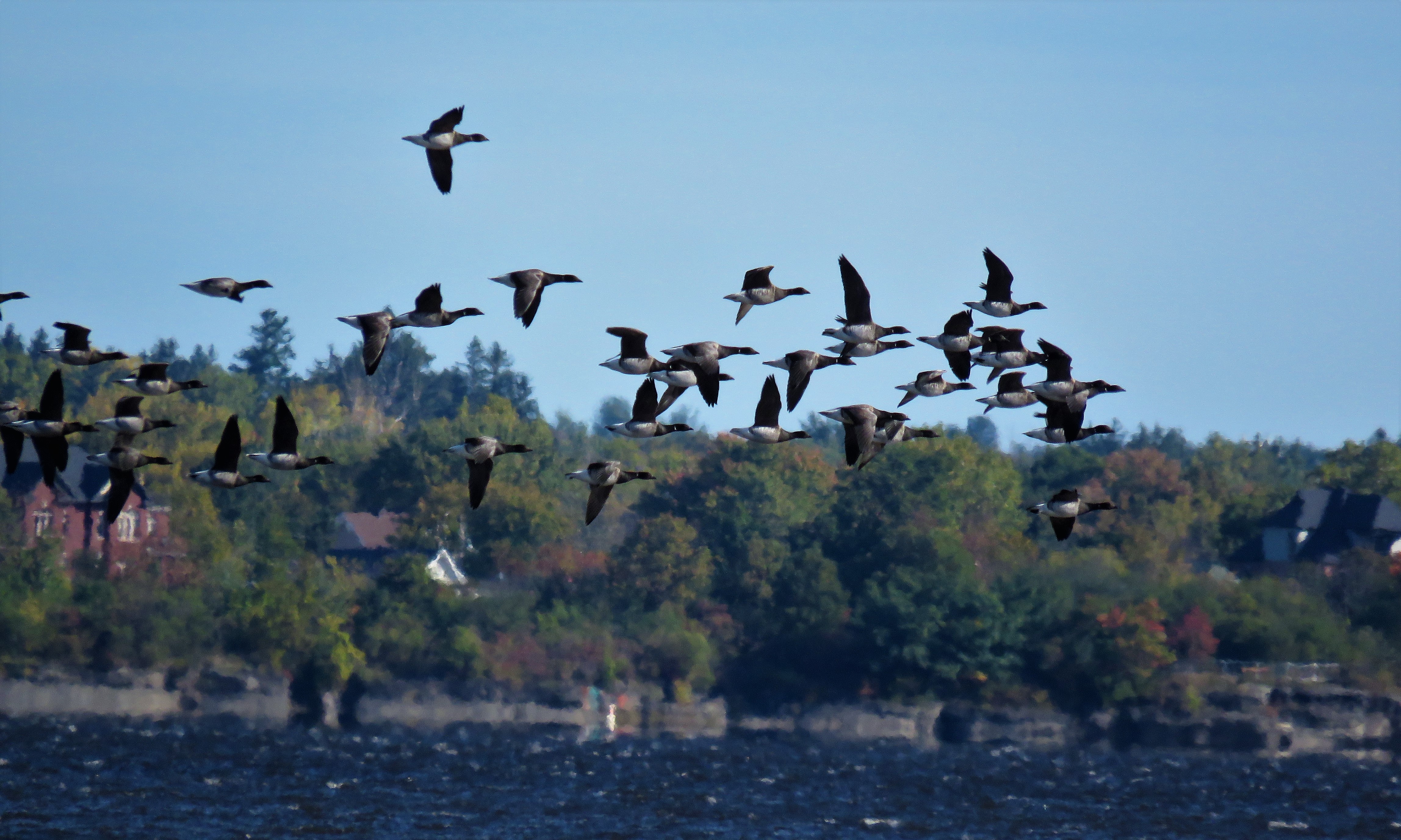 Fall 2018 Eastern Ontario Birding
