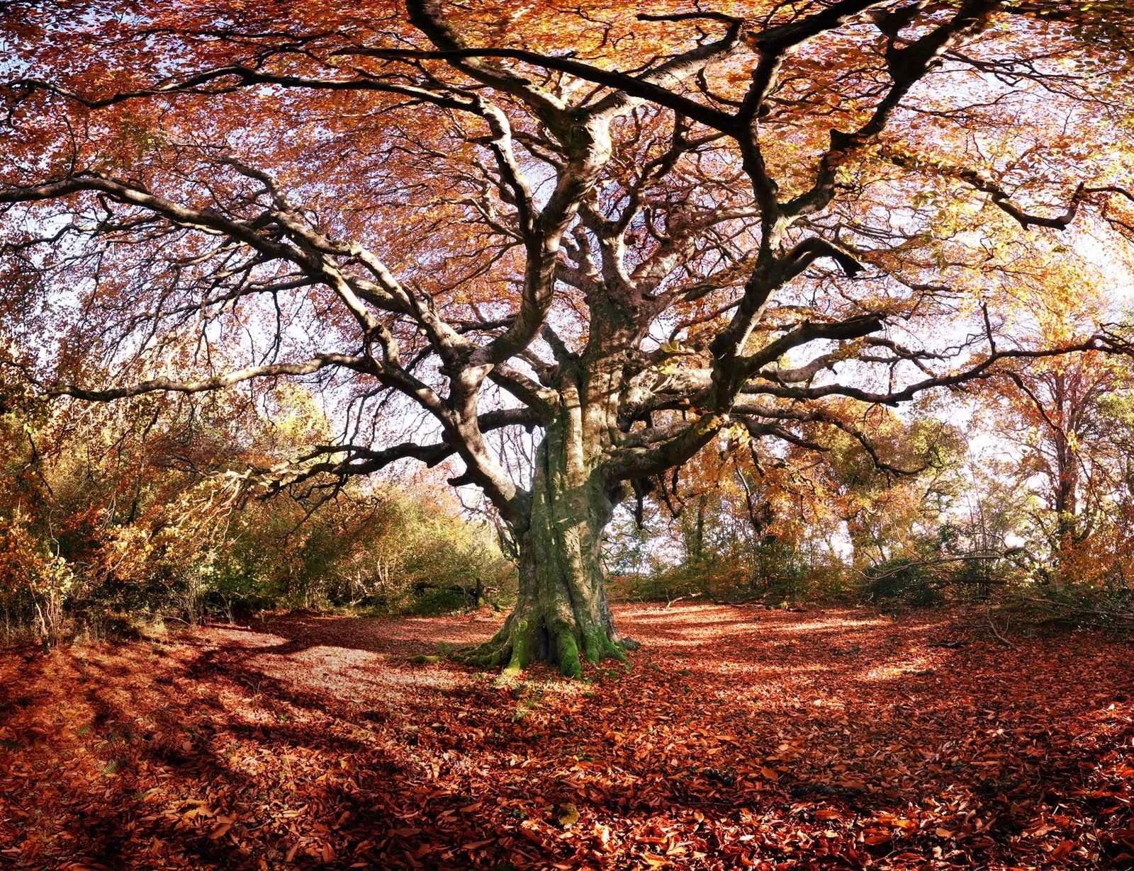Copper Beech Autumn Skyline