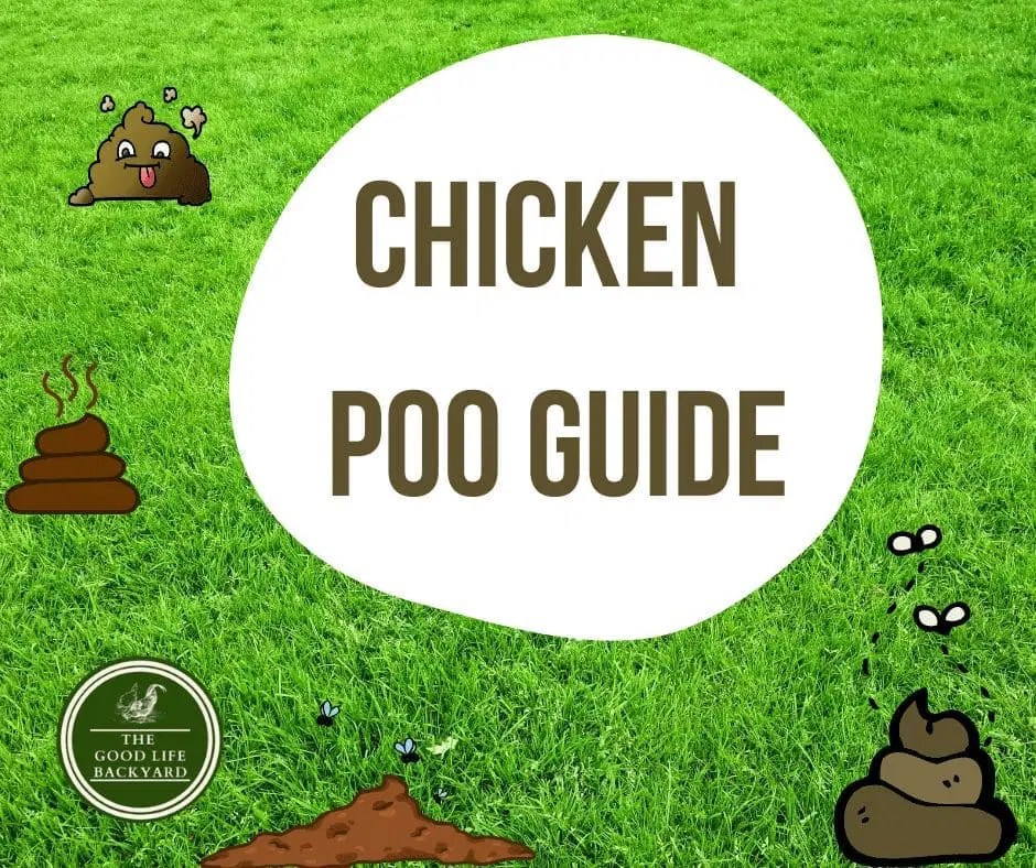 Chicken Poo Guide Backyard Chicken Keeping Tips & Tricks