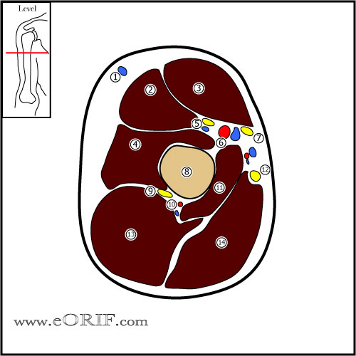 Arm Cross Sectional Anatomy eORIF