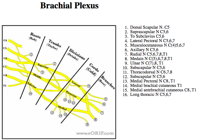 Brachial Plexus Palsy G54.0 353.0 eORIF