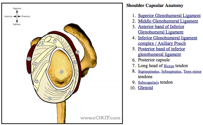 Arthroscopic Capsular Release 29825 eORIF