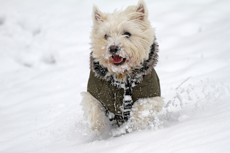Shutter speeds for action photography