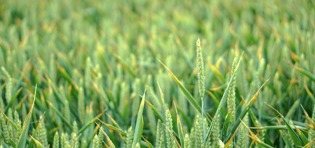 Mid Kansas Coop (MKC) Review From EOSDA Crop Monitoring