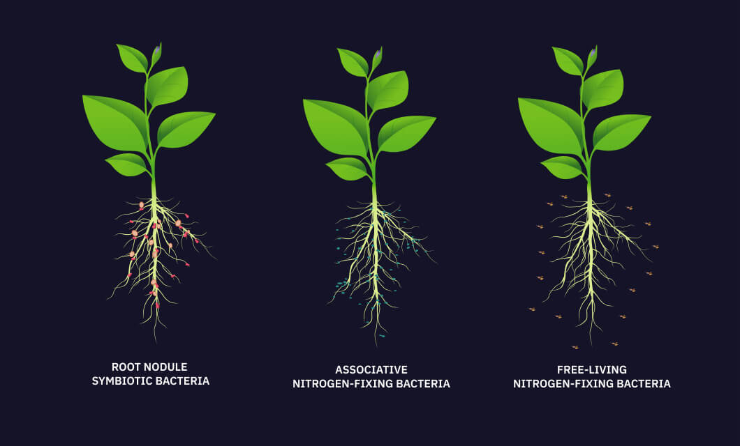 Nitrogen Fixation NFixing Plants & Bacteria, Their Importance