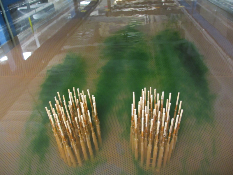 How Do Aquatic Plants Direct Where Other Stalks Grow? Eos