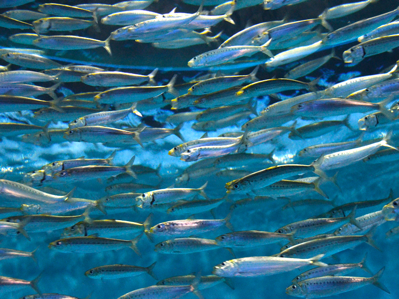 Sardine In Ocean