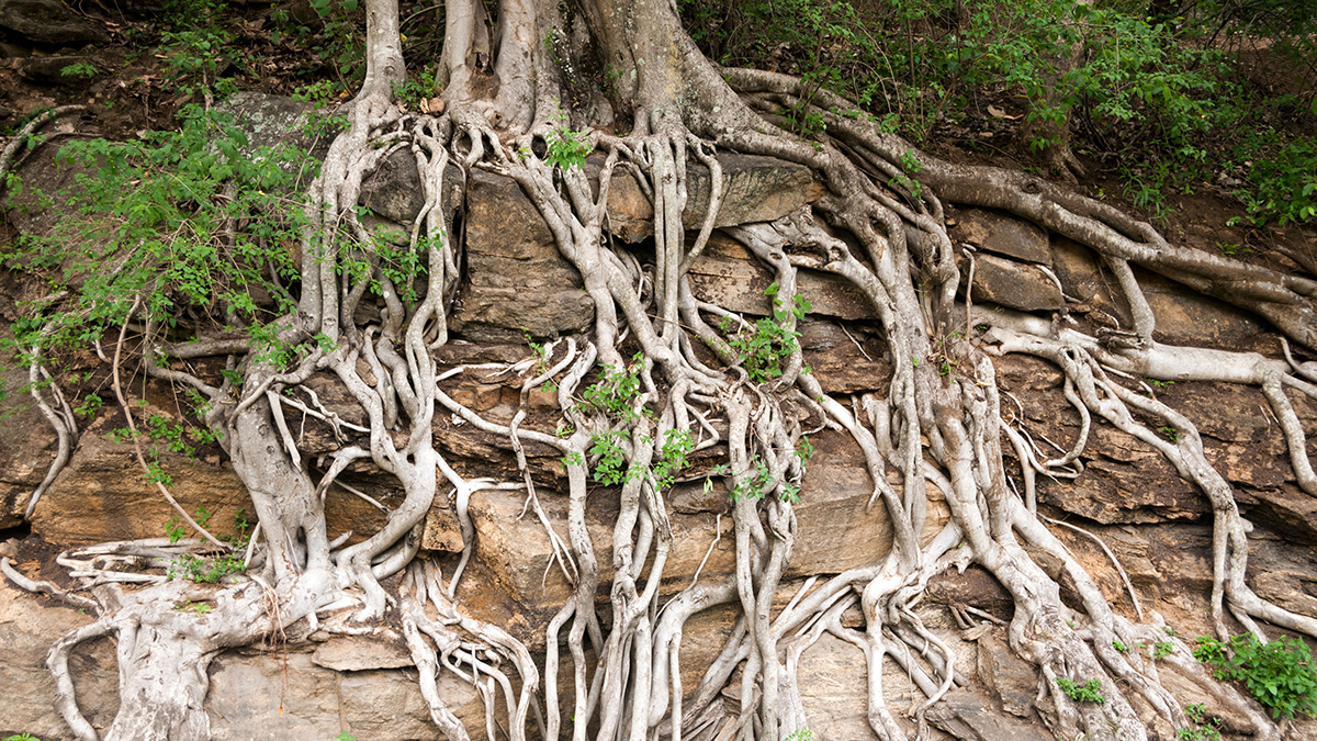 Thirsty Plants Pull Water from Bedrock Eos