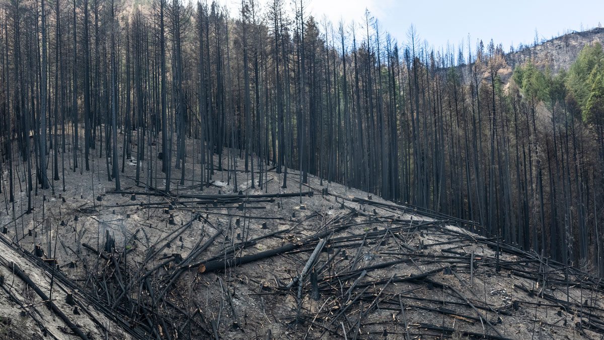 Forest Fires Could Boost Western U.S. Water Supplies Eos