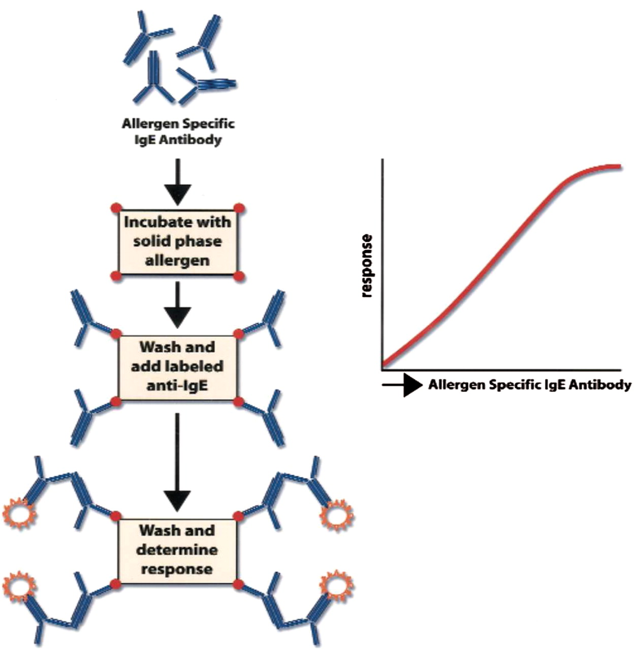 How to use serumspecific IgE measurements in diagnosing and monitoring