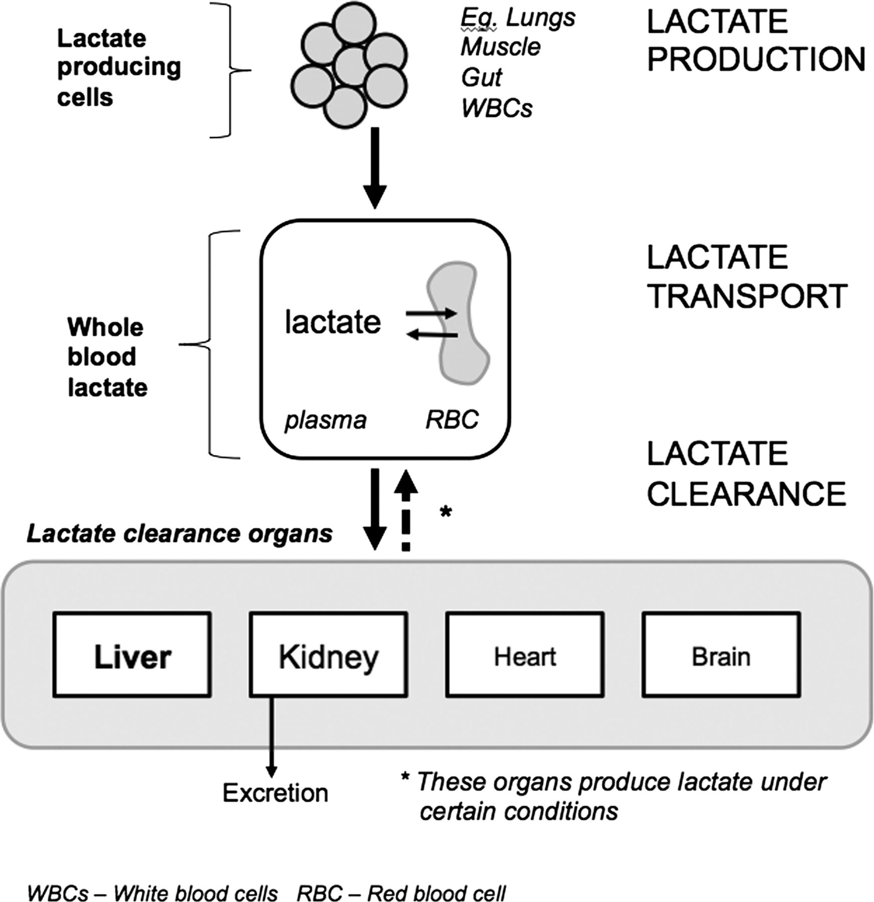 How to use lactate ADC Education & Practice Edition