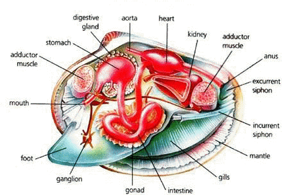 sea scallop (Placopecten magellanicus) Digestive system