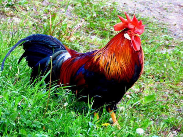 Year of the Rooster Personality of People Born in the Year of the Rooster
