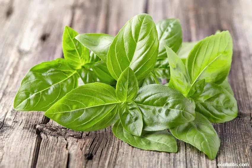 Sweet Basil Health Benefits and Cool Facts Ecellulitis